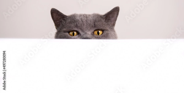 Obraz funny gray cat of british breed peeks out from behind a white table on a light background with copy space