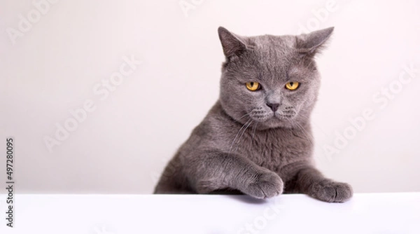Obraz funny gray cat of the British breed lies on a white table and looks offendedly directly on a light background with copy space