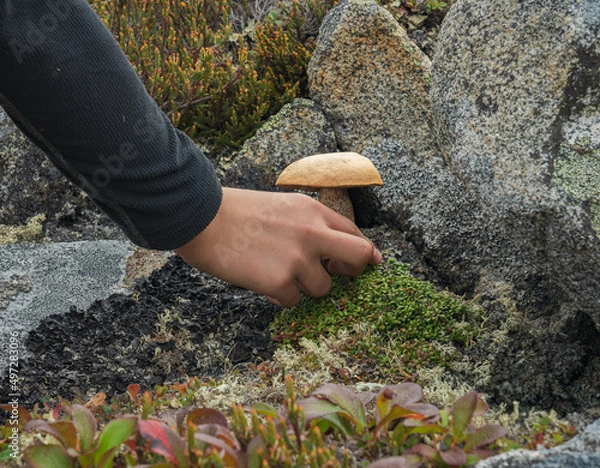 Obraz Hand picking the mushroom