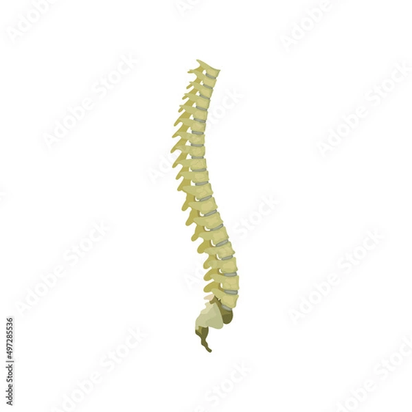 Fototapeta Back Bone From side Vector flat design graphic 2d HD