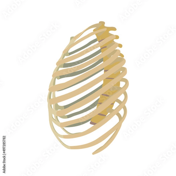 Fototapeta rib slats bone From side Vector flat design graphic 2d HD