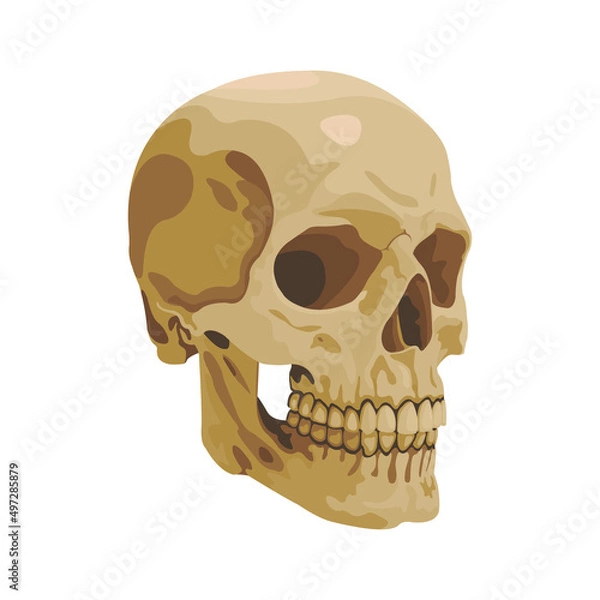 Fototapeta Skull Bone Vector flat design graphic 2d HD