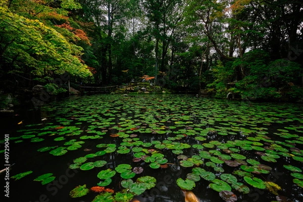 Obraz 京都　蓮池　秋