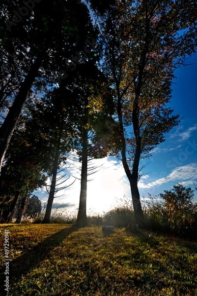 Obraz 朝日　木陰