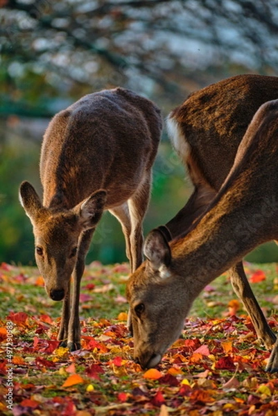 Obraz なかよししか