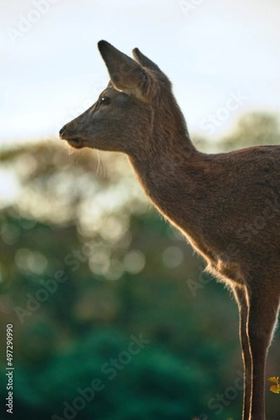 Obraz 朝日を浴びるしか