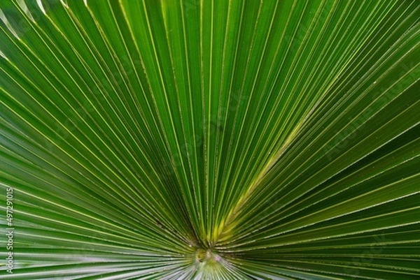Fototapeta palm leaf background
