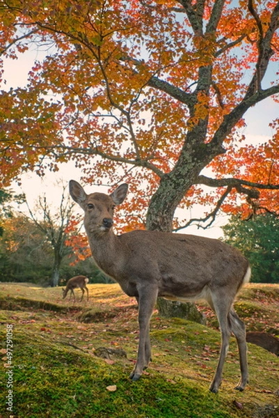 Obraz 秋の奈良の鹿