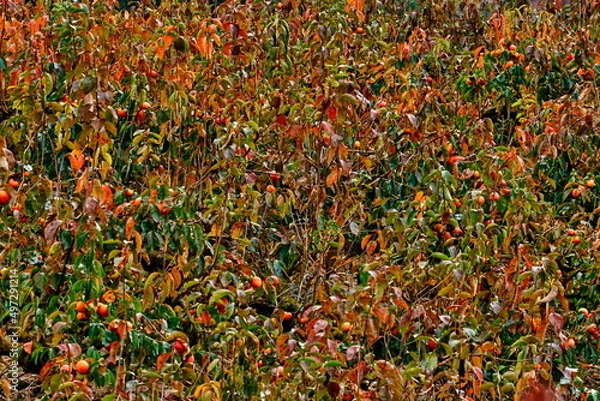 Obraz 収穫前の柿