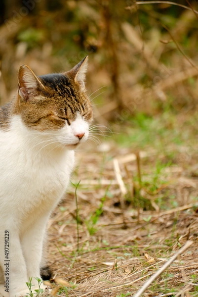 Obraz 長岳寺　猫