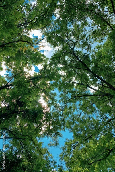 Obraz Overhead tree canopy with blue sky and clouds
