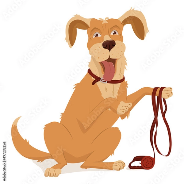 Fototapeta Pet, dog breed golden retriever. A collar, a leash with a tape measure for walking.Vector illustration, cartoon isolated on white
