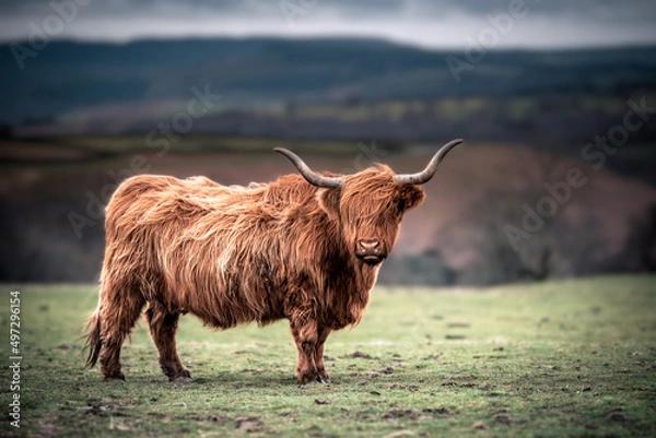 Fototapeta Scottish Highland Cows grazing in the South Wales Countryside