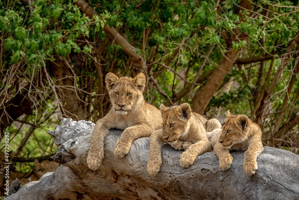 Obraz Lion cubs sitting on a fallen tree.