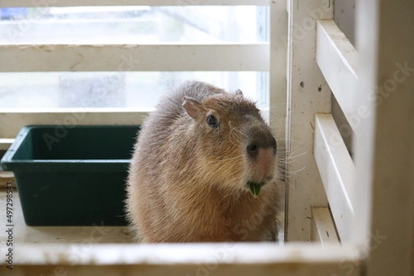 Fototapeta カピバラ