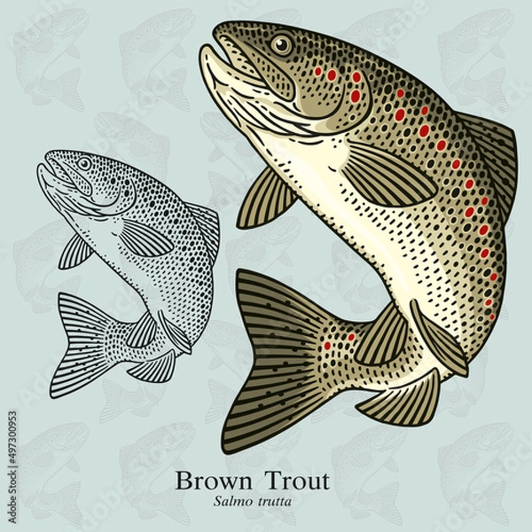 Fototapeta Brown Trout. Vector illustration with refined details and optimized stroke that allows the image to be used in small sizes (in packaging design, decoration, educational graphics, etc.)