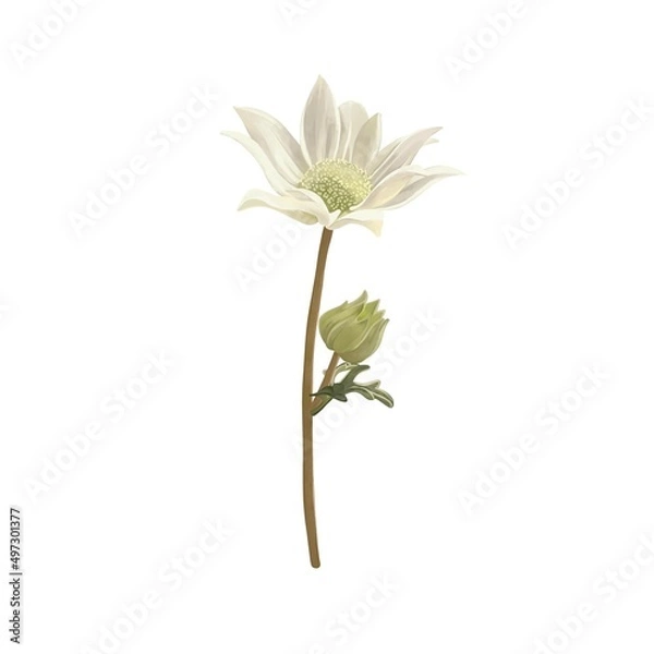 Fototapeta クリーム色のフランネルフラワー1輪　線画なし