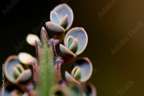 Fototapeta flower macro
