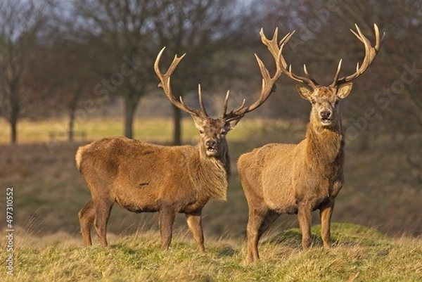 Fototapeta Two red deer