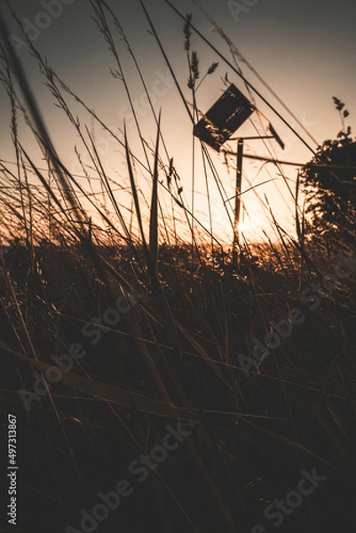 Obraz sunset corn field