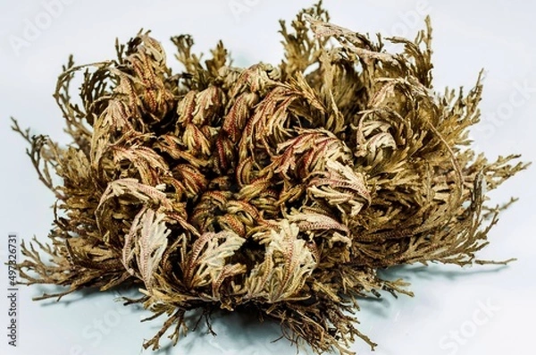 Obraz Rosa de Jericó 