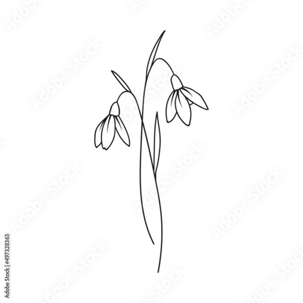 Obraz Snow Drop January Birth Month Flower Illustration