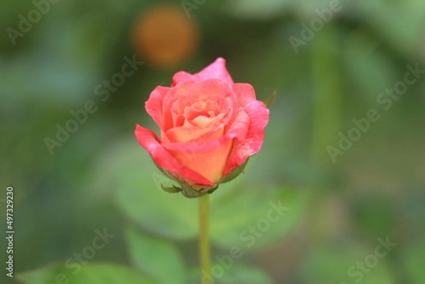 Fototapeta Rose Orange Color Flower