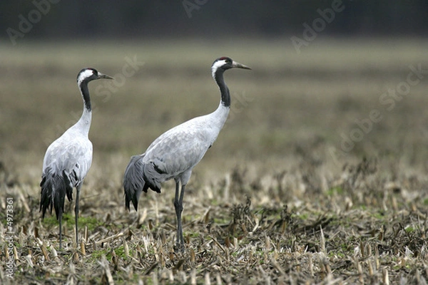 Obraz Grues cendrées