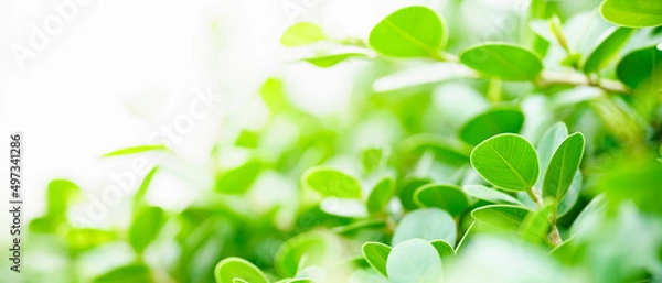 Fototapeta Closeup of beautiful nature view green leaf on blurred greenery background in garden with copy space using as background cover page concept.