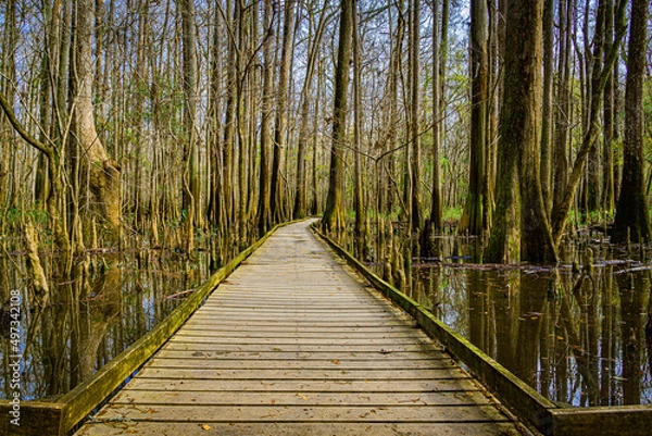 Obraz Congaree National Park Boardwalk