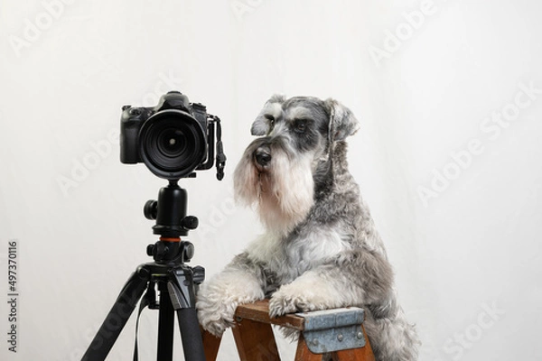 Obraz Humorous concept of schnauzer being a photographer.  Salt and pepper dog up on a step ladder with a camera on tripod. 