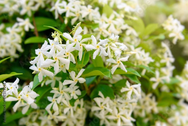 Fototapeta White spring fragrant flowers of Trachelospermum jasminoides. Selective focus.