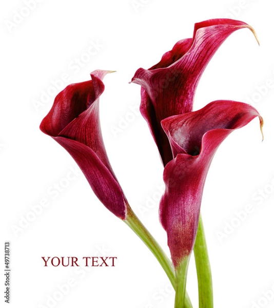 Fototapeta calla lilies