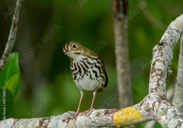 Fototapeta An ovenbird perched on a tree limb looks curiously at the camera 