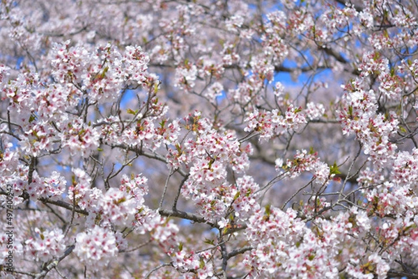 Fototapeta さくら　三重県伊勢市宮川堤にて（2022年）