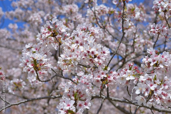 Fototapeta さくら　三重県伊勢市宮川堤にて（2022年）