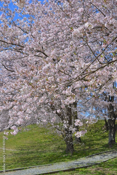 Fototapeta さくら　三重県伊勢市宮川堤にて（2022年）