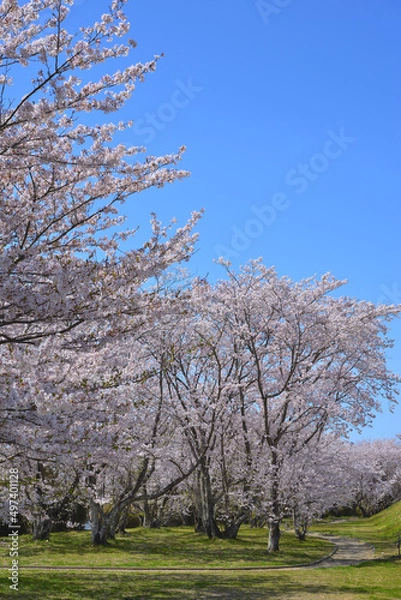 Fototapeta さくら　三重県伊勢市宮川堤にて（2022年）