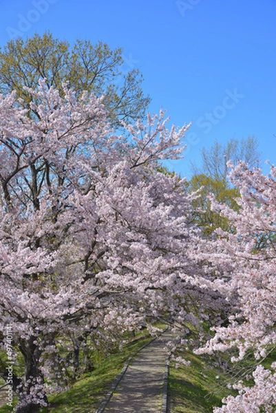 Fototapeta さくら　三重県伊勢市宮川堤にて（2022年）