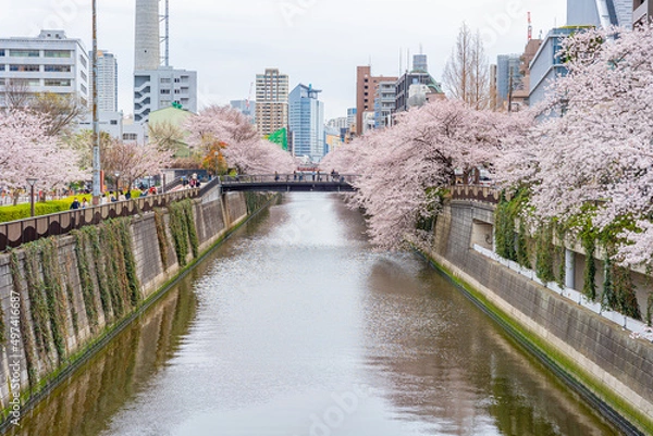 Fototapeta 桜満開、春