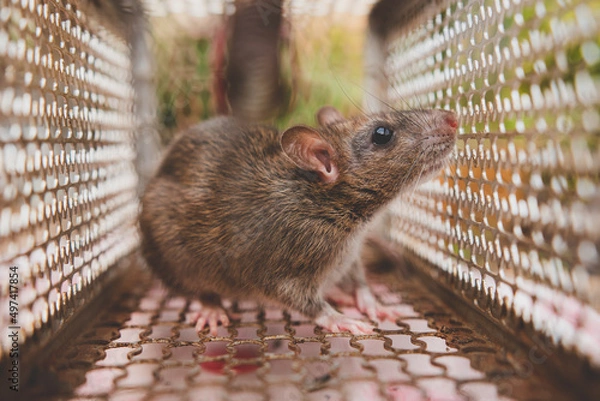 Obraz Rat is trapped in a trap cage or trap. the dirty rat has contagion the disease to humans such as Leptospirosis, Plague.  cage catching control a rat