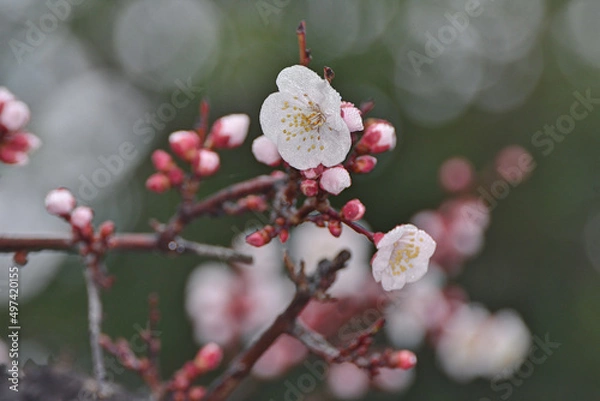 Obraz 大阪城の梅林にて