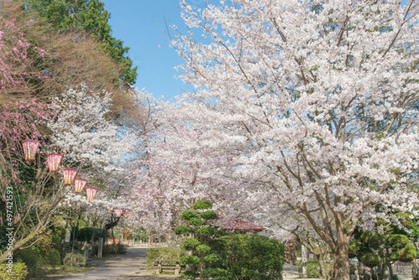 Obraz 満開の桜（打吹公園・鳥取県倉吉市）