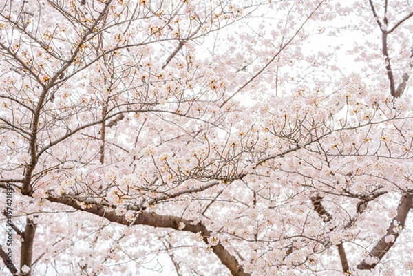 Fototapeta 桜、春