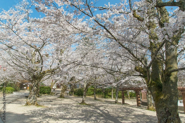 Obraz 満開のソメイヨシノ（鳥取県倉吉市打吹公園）
