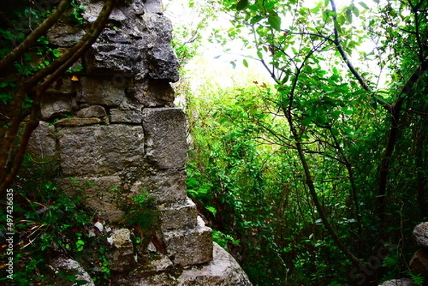 Obraz Pierre dans la forêt
