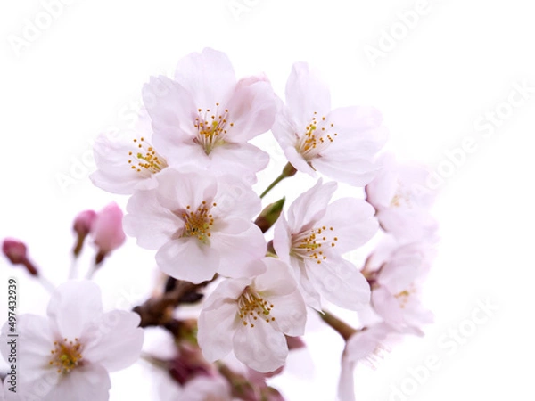 Fototapeta ソメイヨシノ
