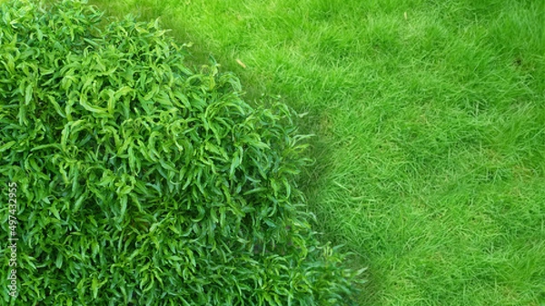 Obraz Croton Plant isolated on a Grass Background