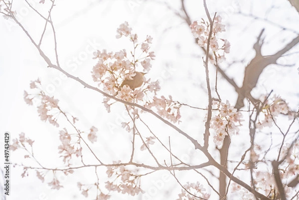 Fototapeta 鶯、桜、早春