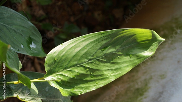 Obraz Arrow Root Plant Leaf in a blur background